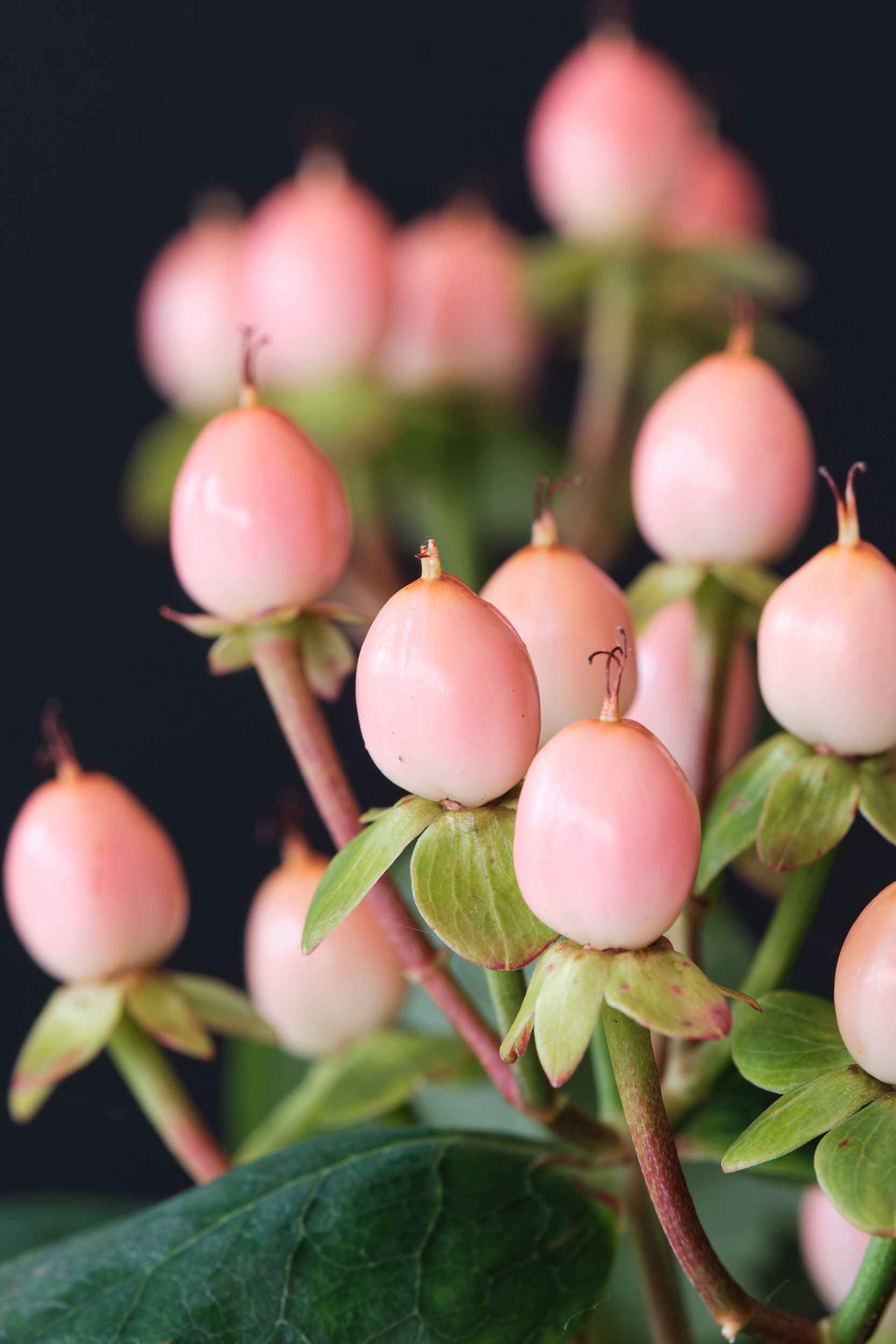 Hypericum Magical Beauty Kolster Bv Magical Plants Flowers Hypericum Magical Beauty Kolster Bv Magical Plants Flowers