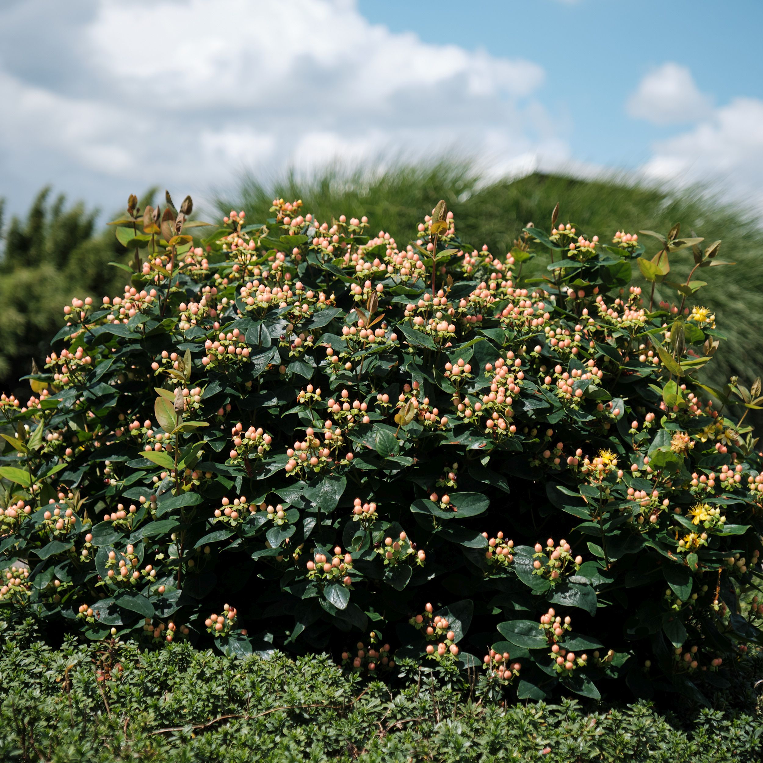 Hypericum Magical Beauty Kolster Bv Magical Plants Flowers Hypericum Magical Beauty Kolster Bv Magical Plants Flowers