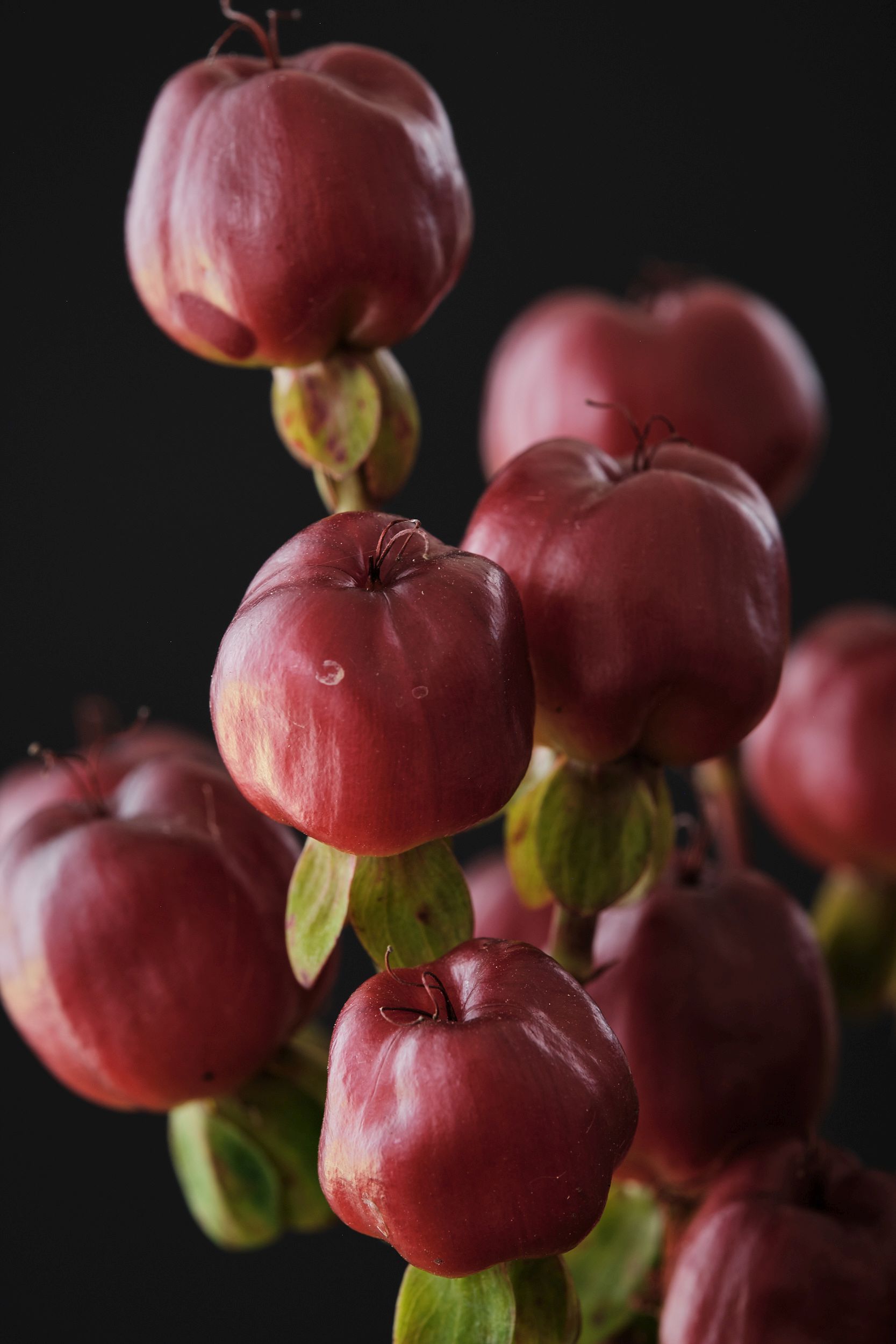 Hypericum Magical Cherry