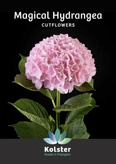 Kolster Magical Hydrangea