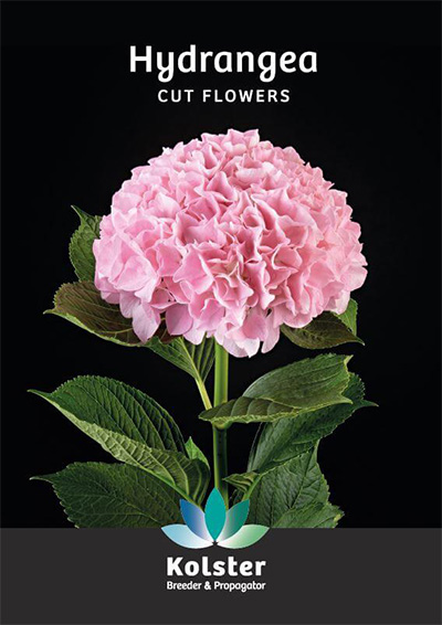 Kolster Magical Hydrangea