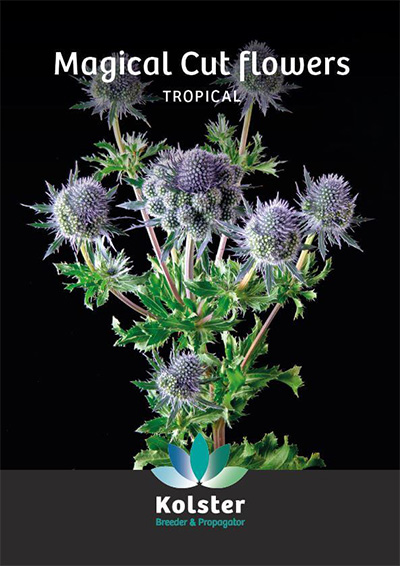 Kolster Magical Cutflowers Overseas