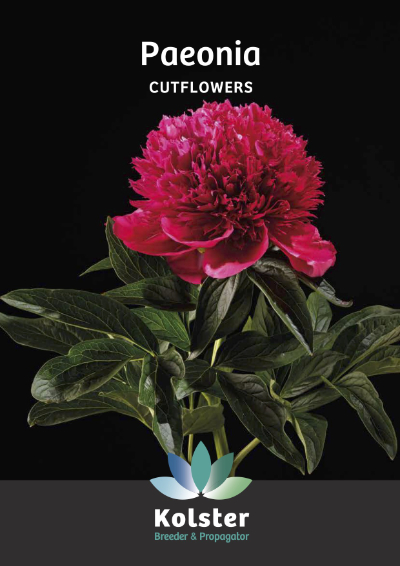 Kolster Paeonia