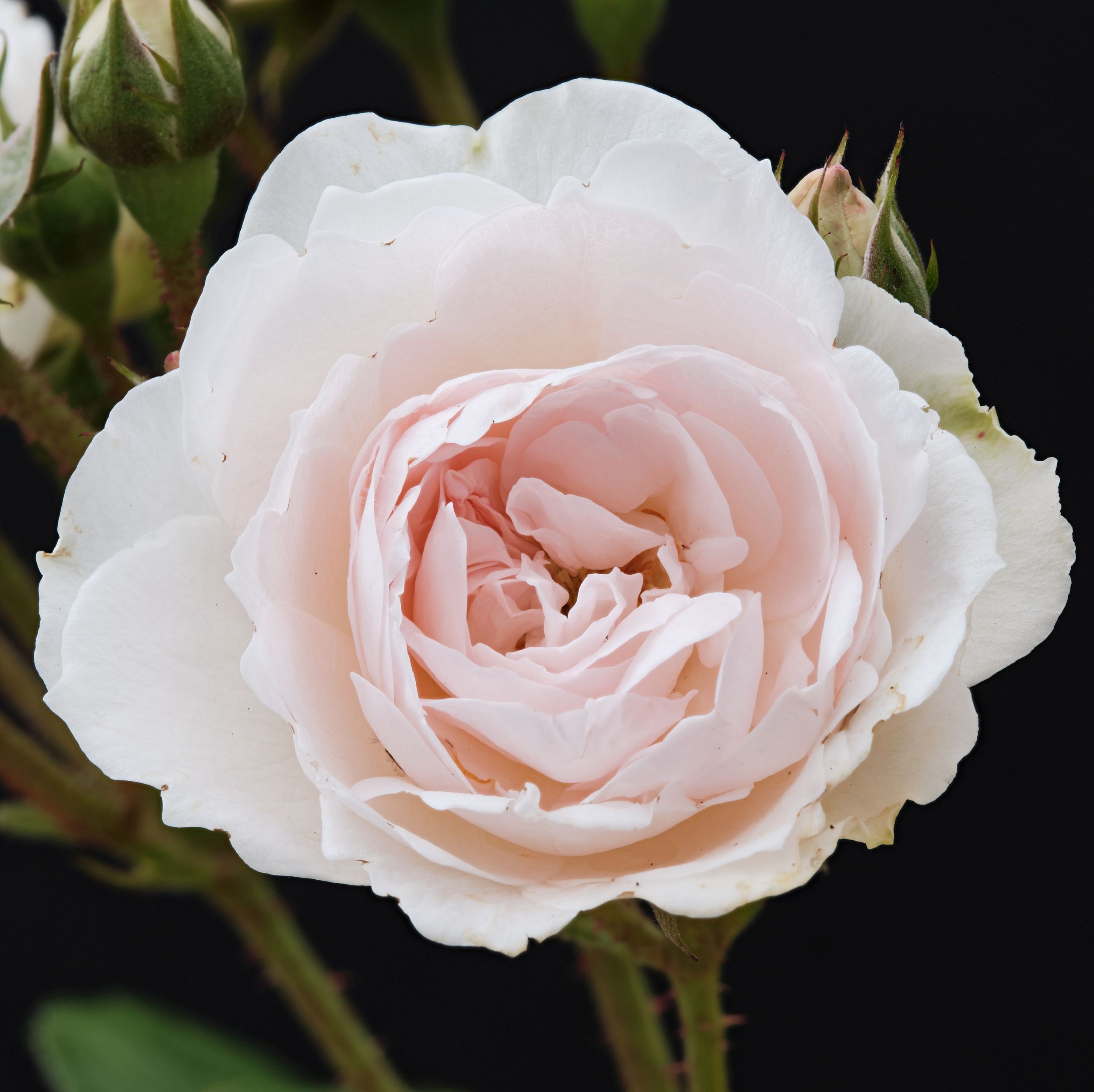 Rosa Magical Soft Perfume