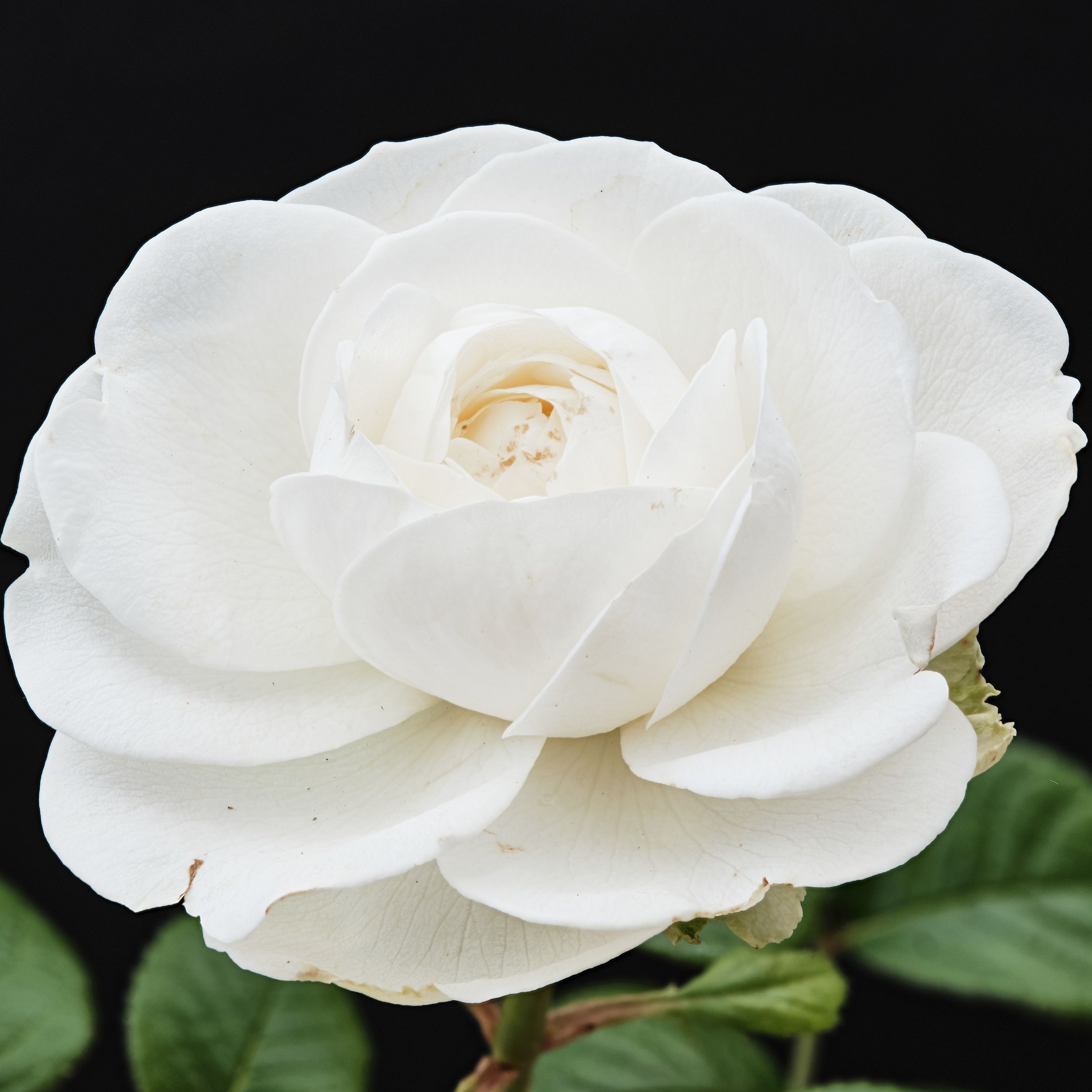 Rosa Magical White Perfume